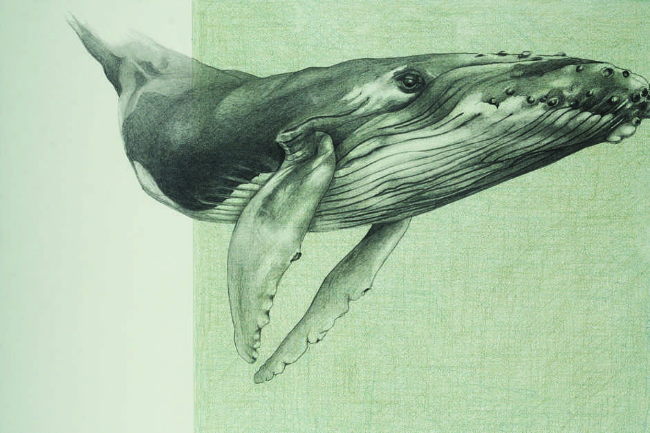 pencil drawing of a humpback whale