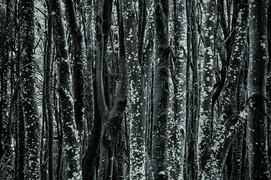 abstract monochrome photo of trees in a forest
