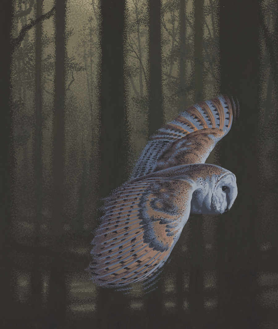 Barn Owl illustration by Neil Gower