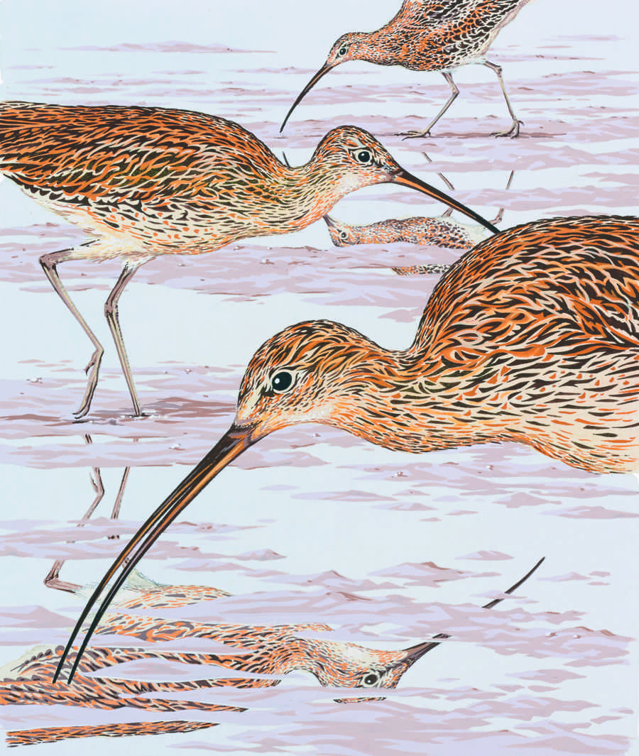 Curlews illustration by Neil Gower