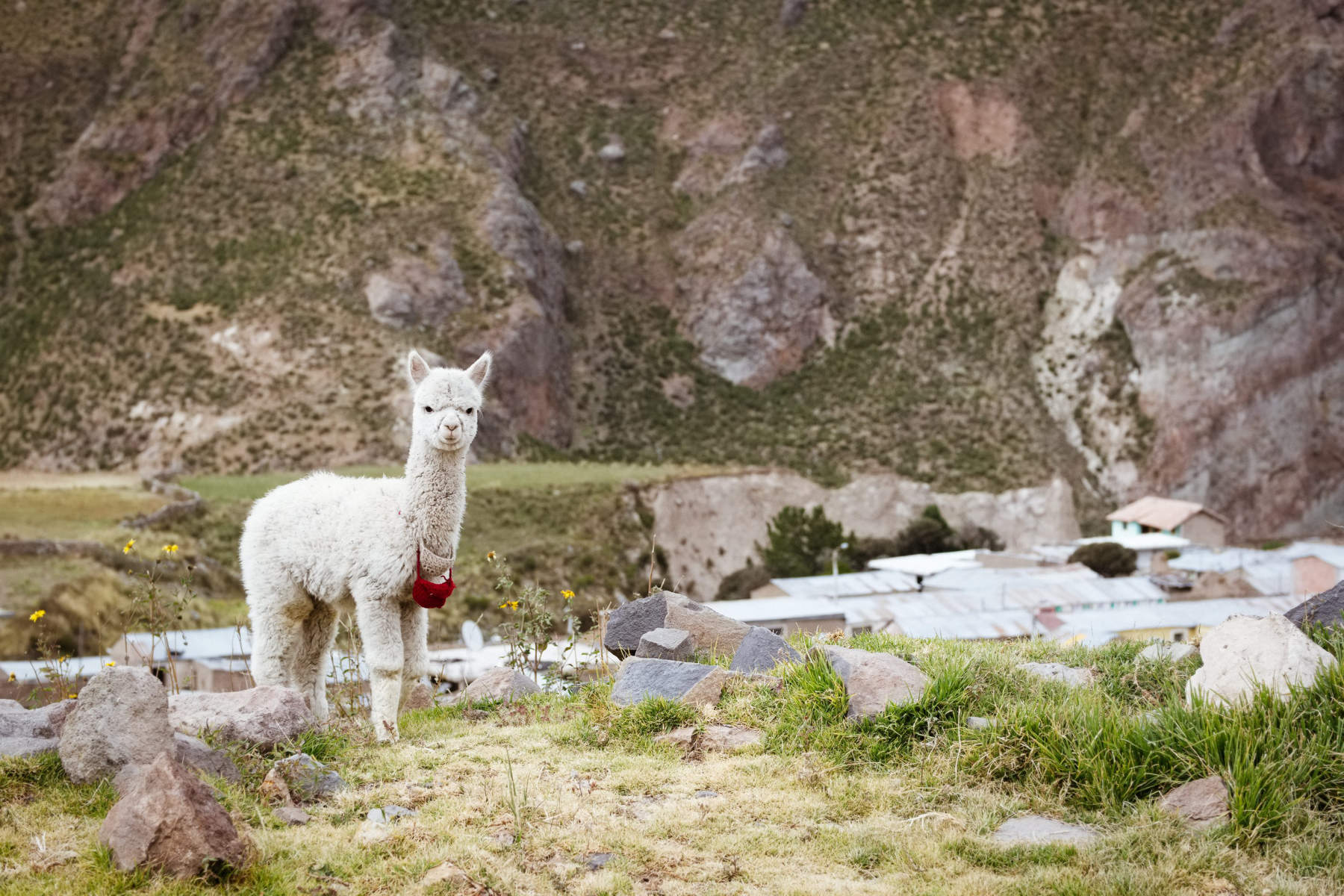 Alpaca