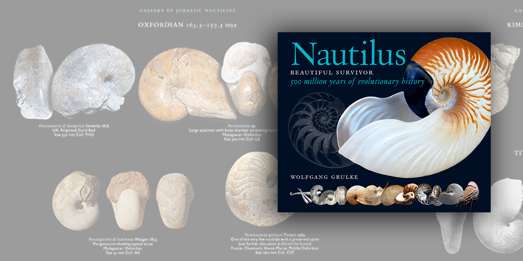 Nautilus – Beautiful Survivor