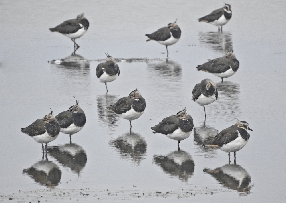 Lapwings at Rye Harbour