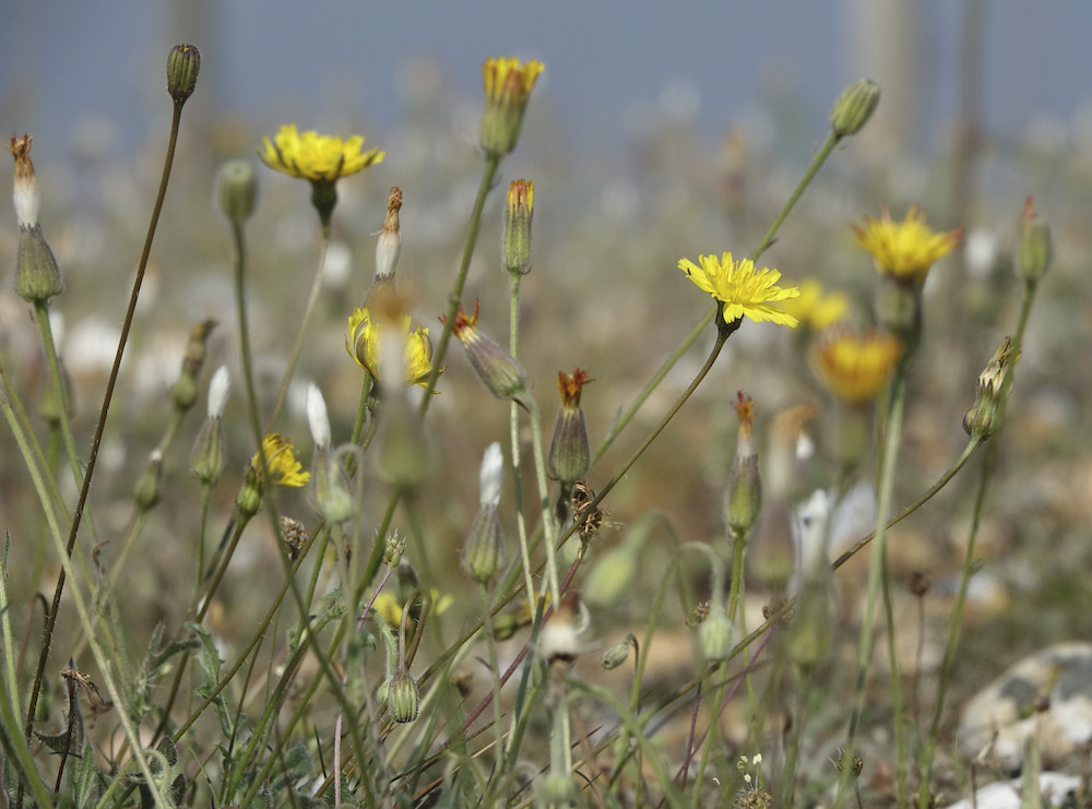 Stinking hawksbeard at Rye Harbour