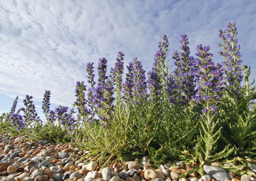 Vipers Bugloss at Rye Harbour