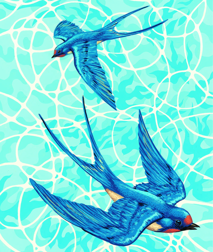 Swallows illustration by Neil Gower