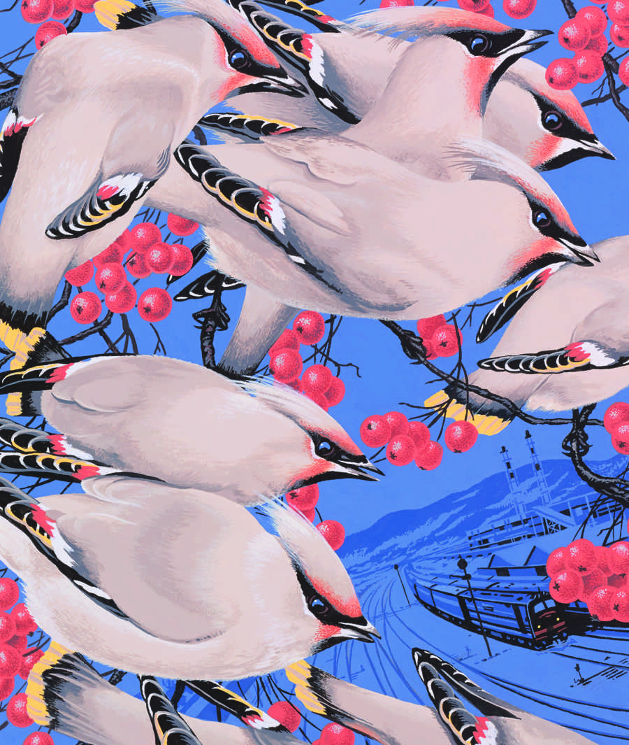 Waxwings illustration by Neil Gower