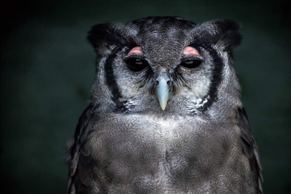 A dusk of owls, photo portrait of an owl