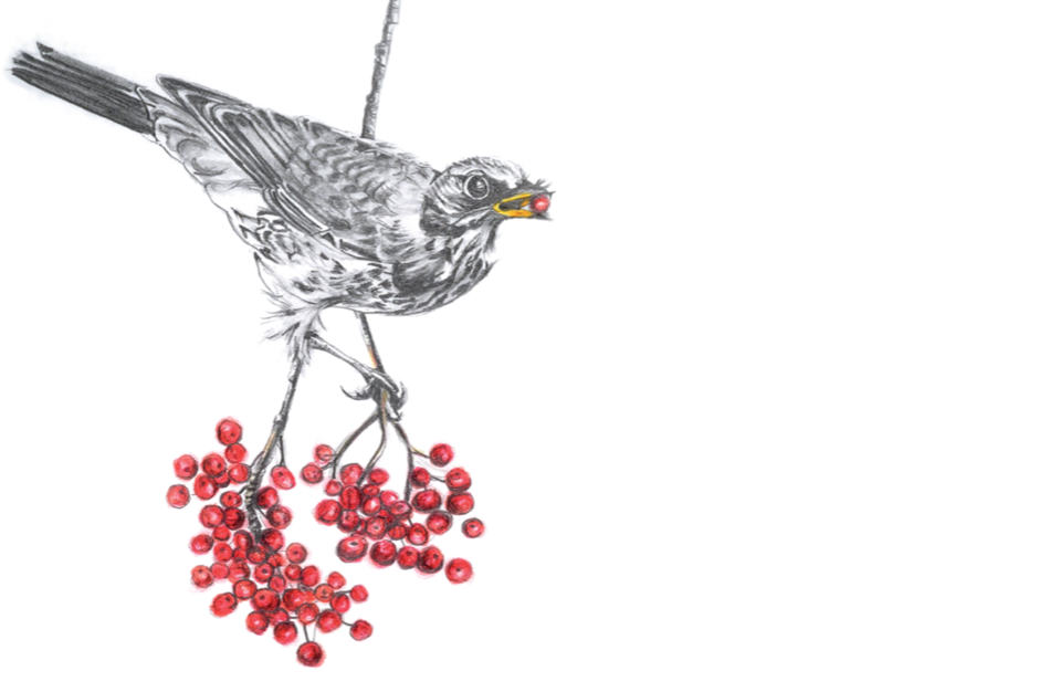 painting of a bird on a branch with berries