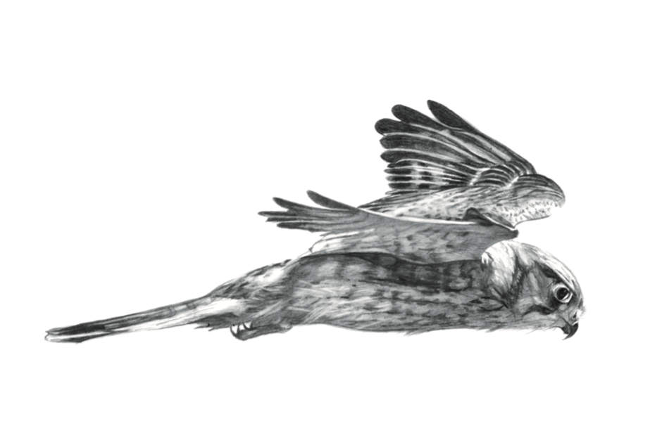 drawing of a kestrel in flight