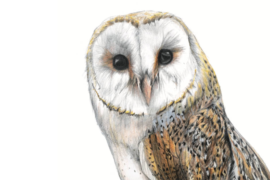 portrait of an owl