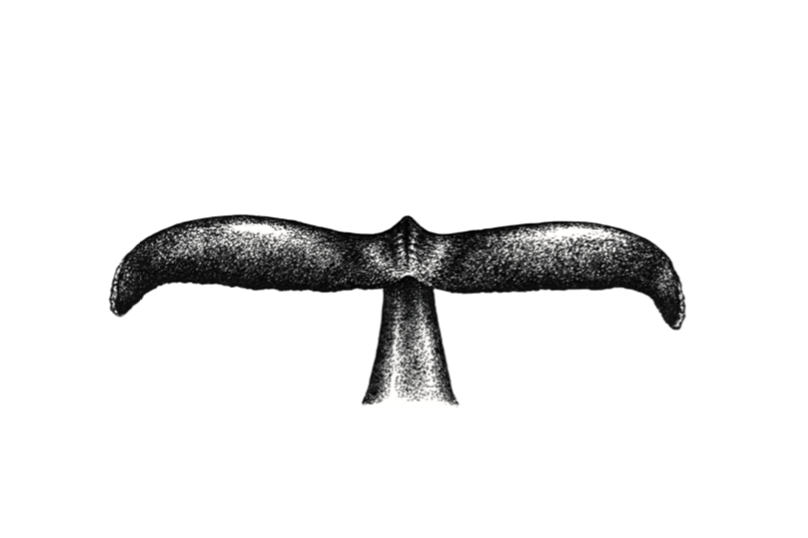 drawing of a whale's tail