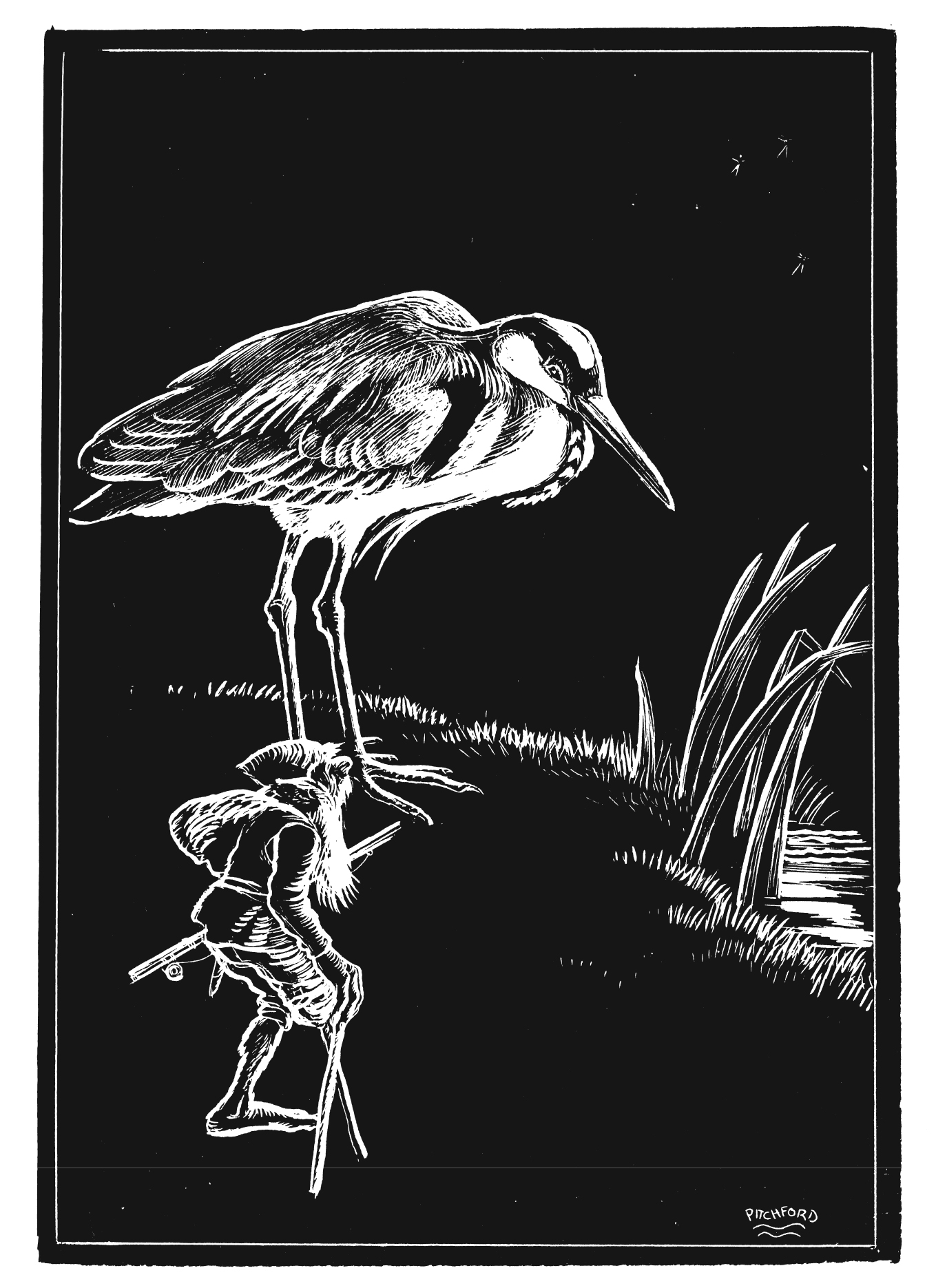 Barn Owl illustration by Neil Gower