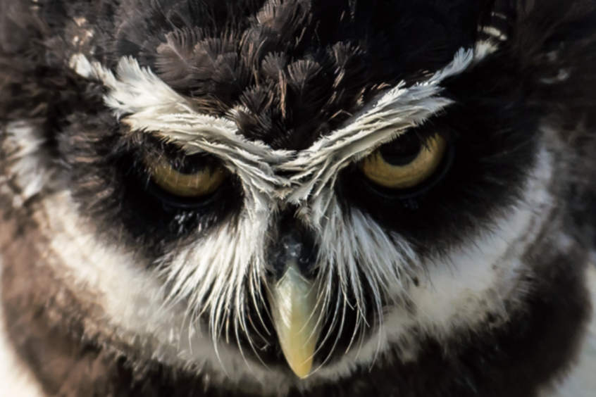 close up of an owl face