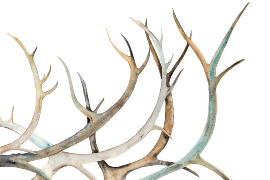 abstract watercolour of deer antlers
