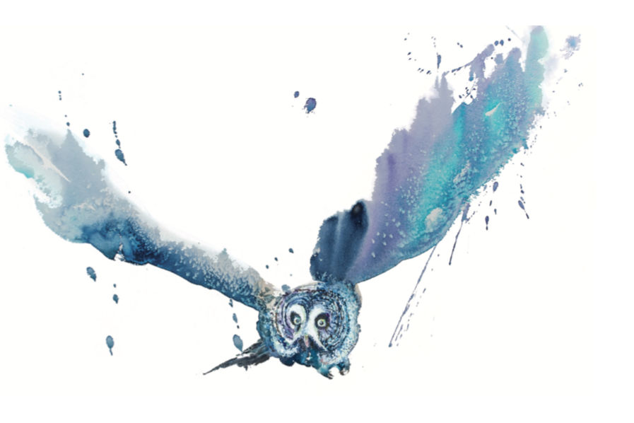 Watercolour of a grey owl